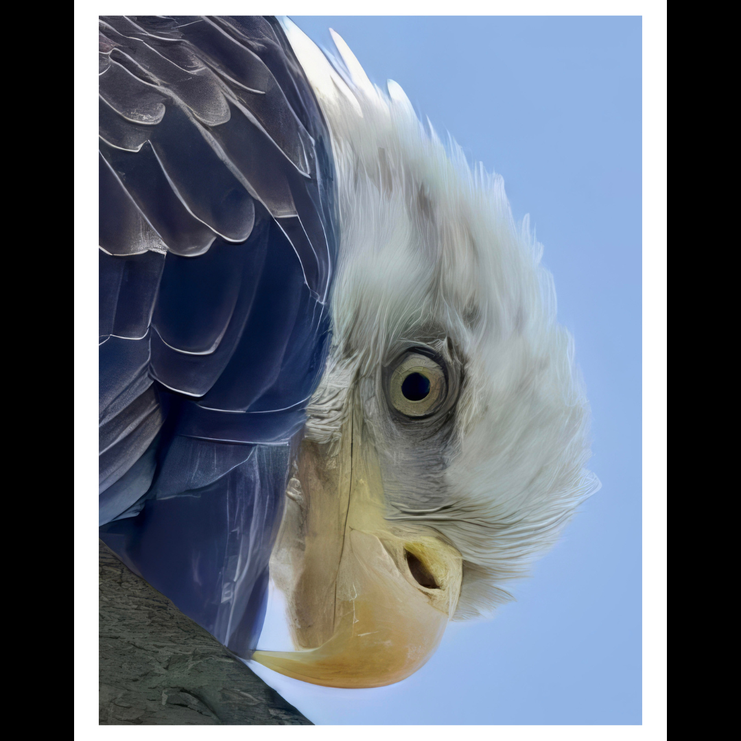 Bald Eagle Wall Art