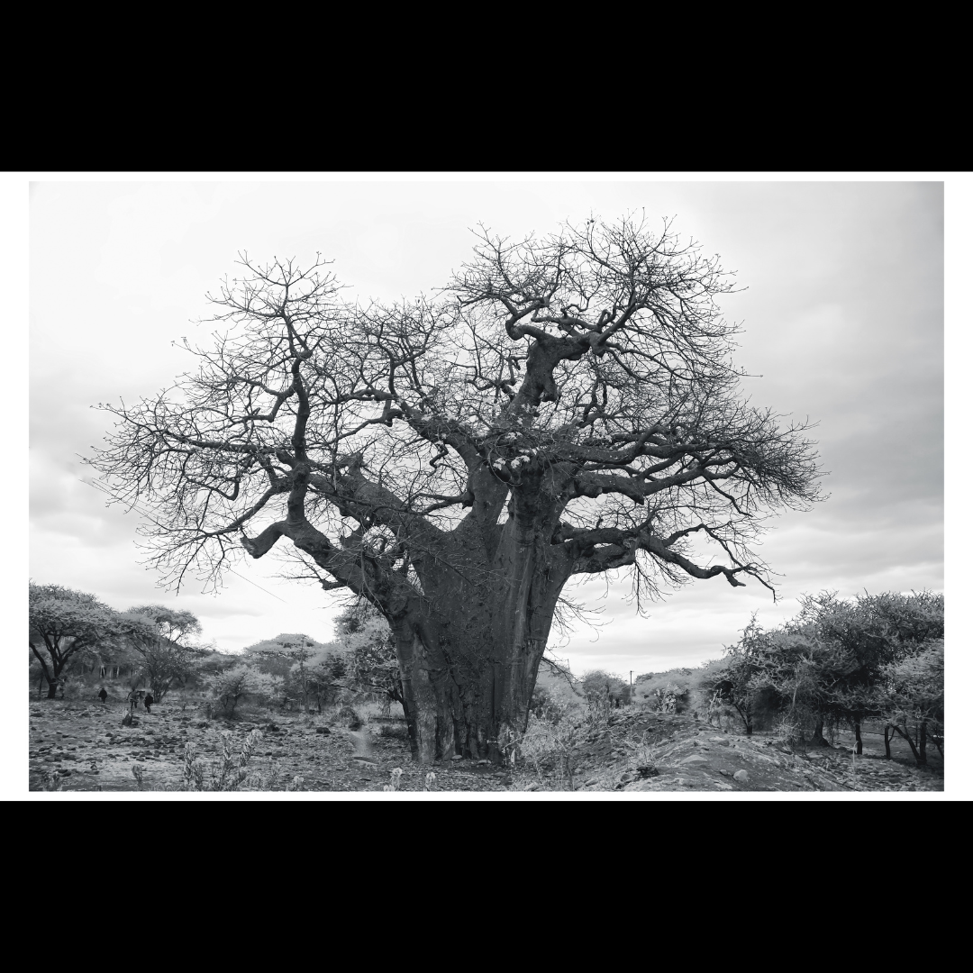 Baobab Tree
