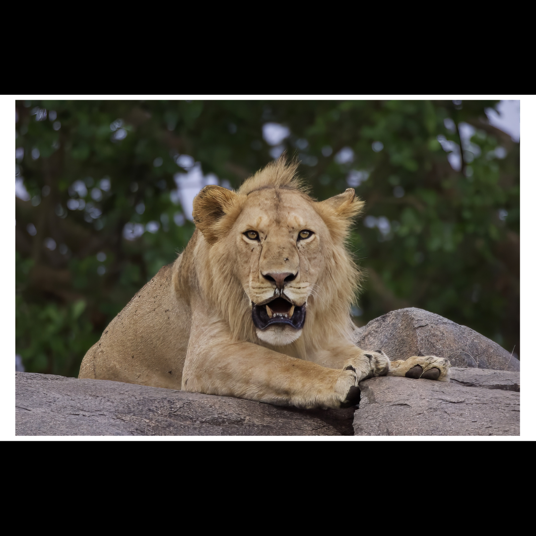 Barbary Lion
