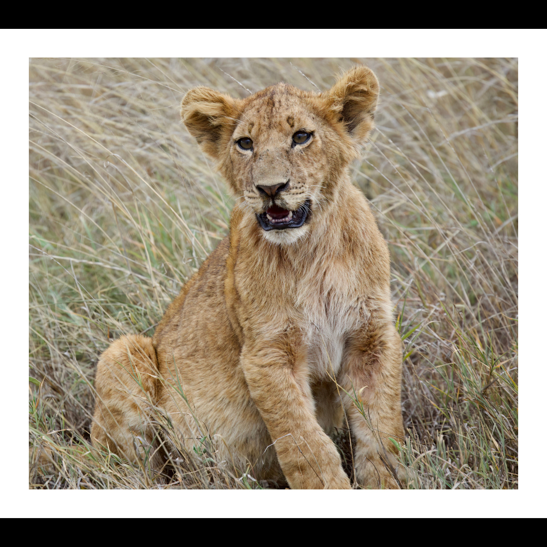Barbary Lion Cub