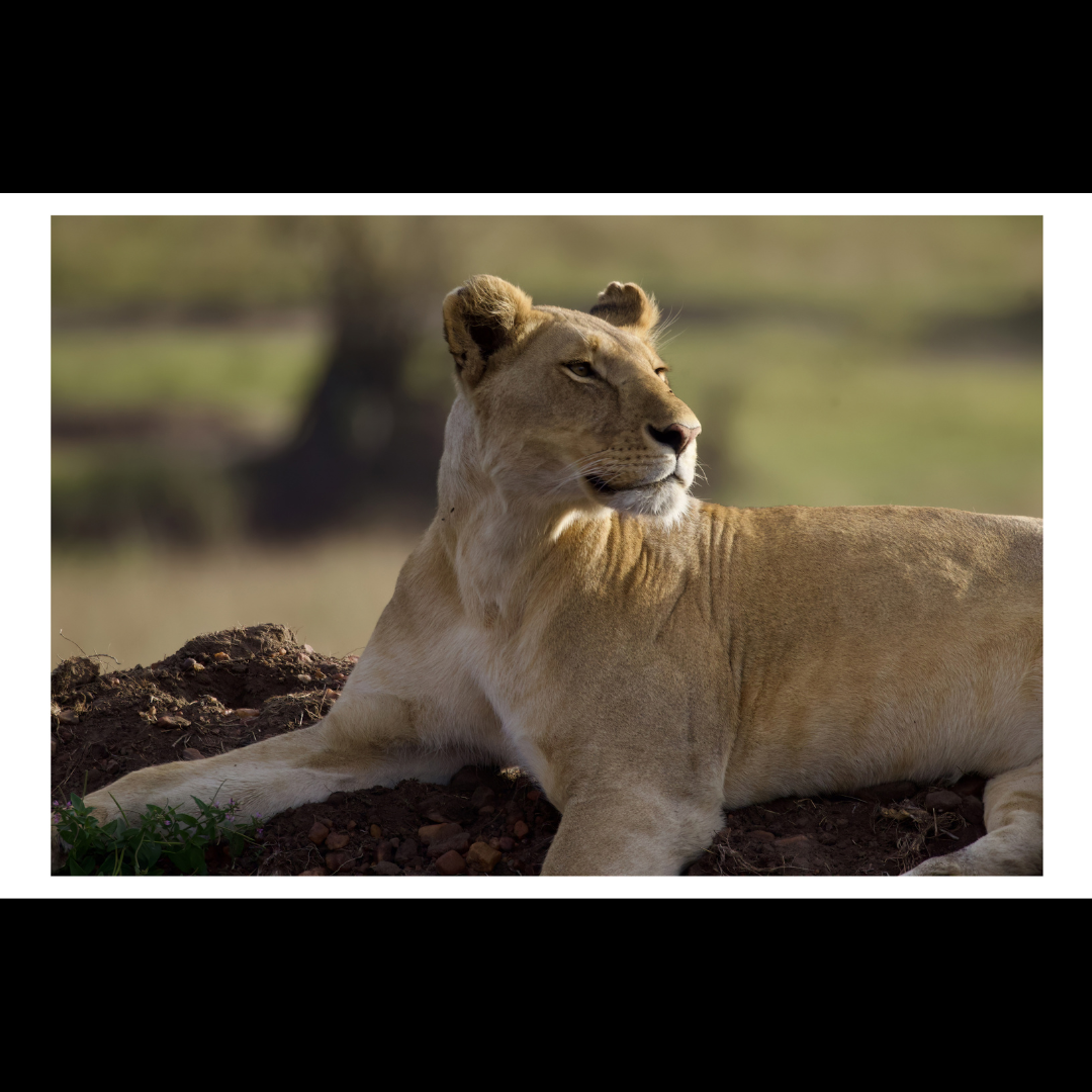 Barbary Lioness