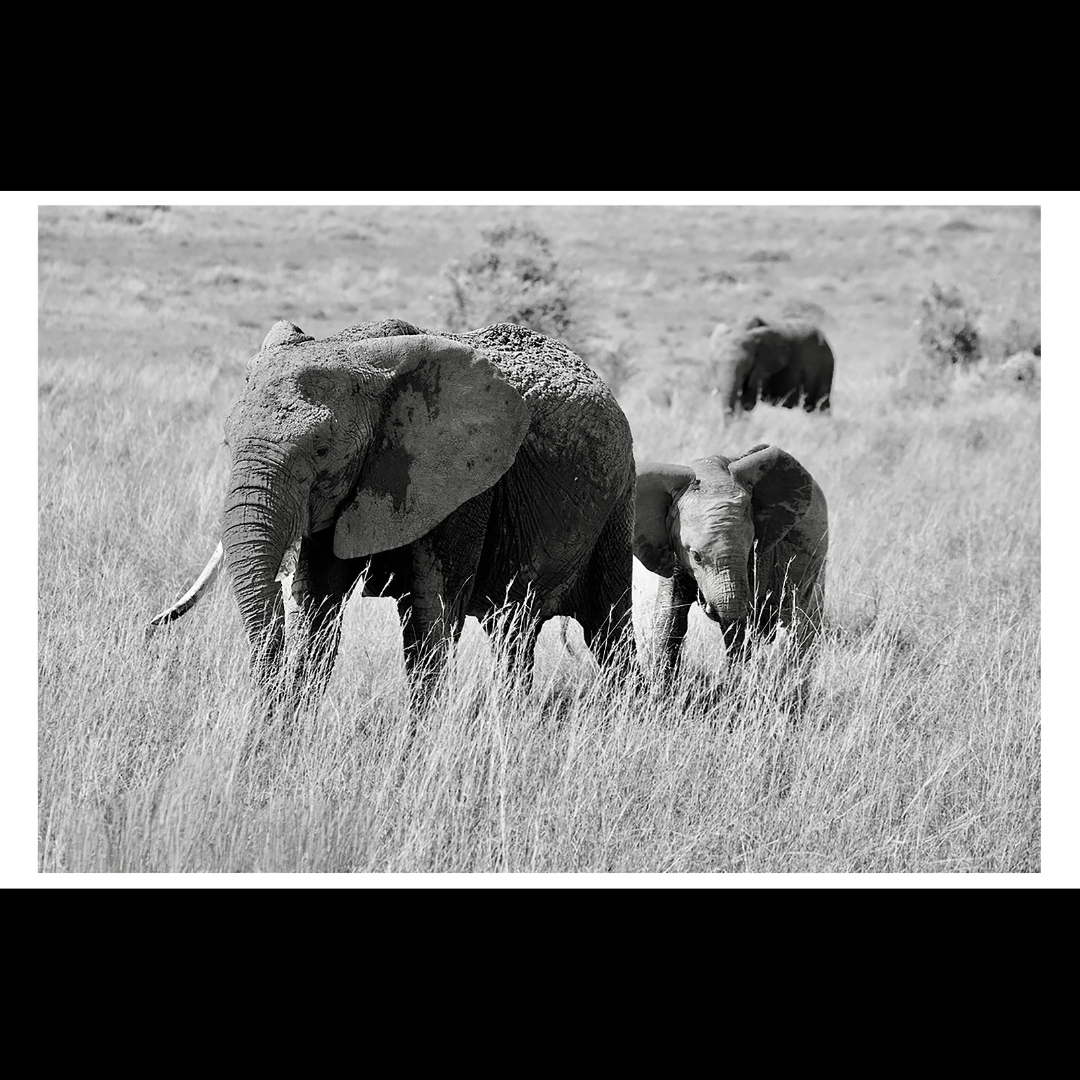 Black and White Elephants