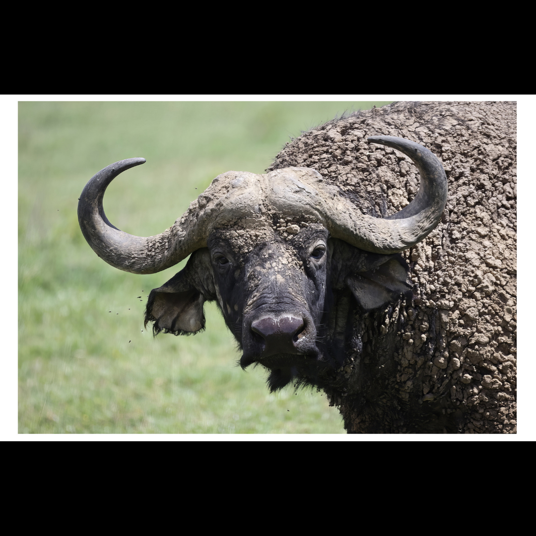 Buffalo Wall Art