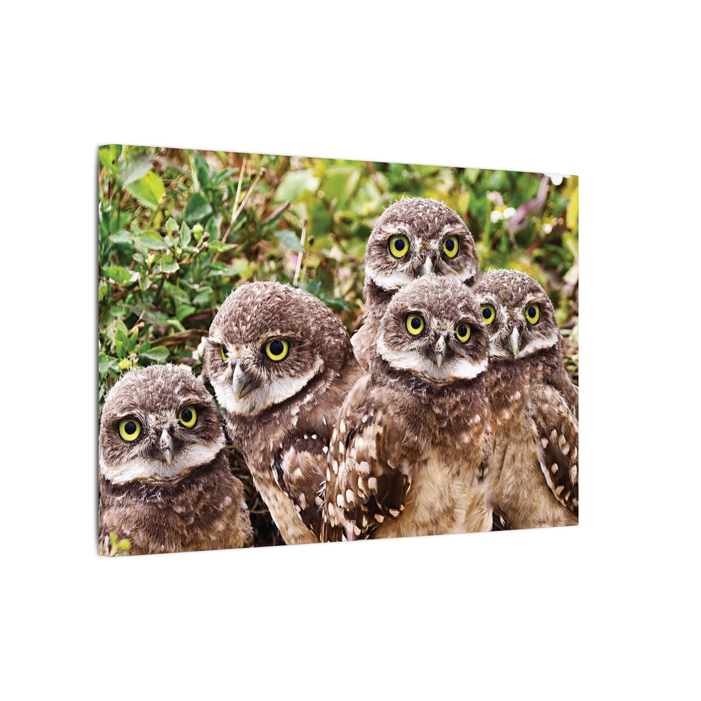 Burrowing Owls Canvas