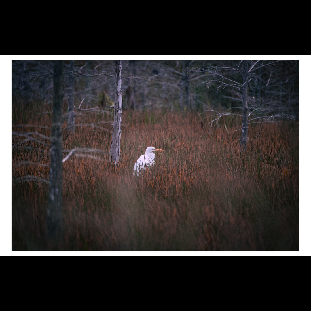 Egret in a Field