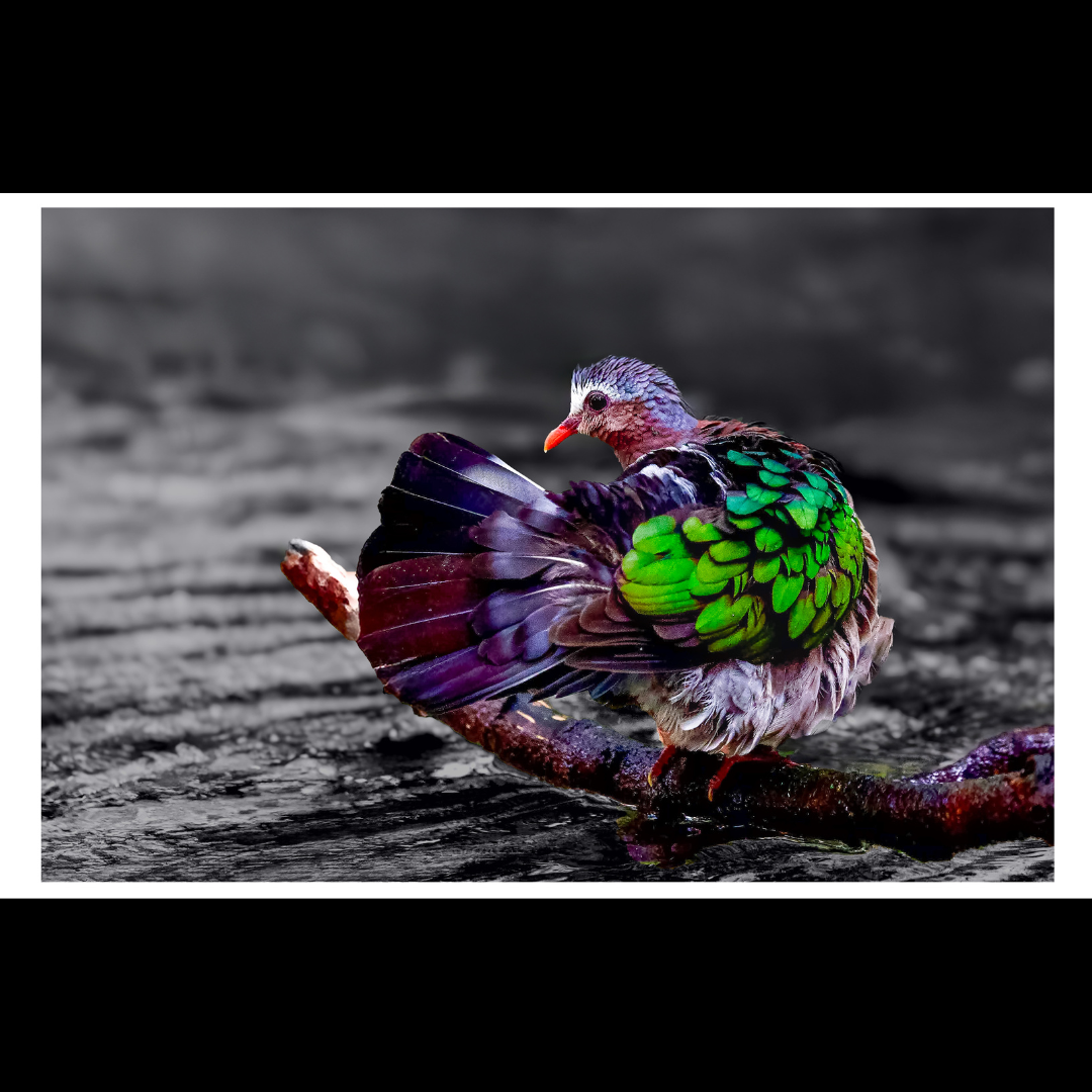 Emerald Dove
