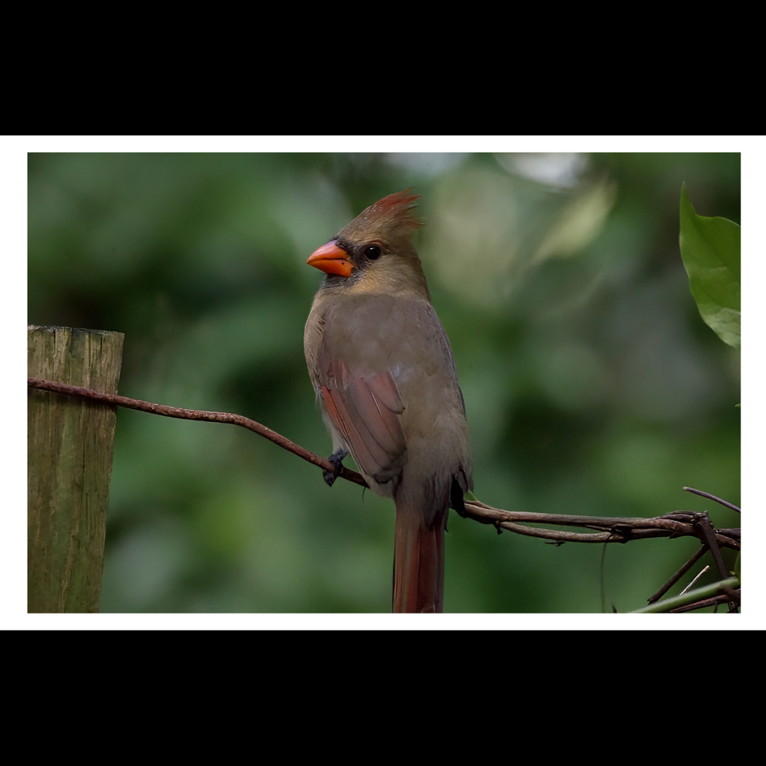 Female Northern Cardinal
