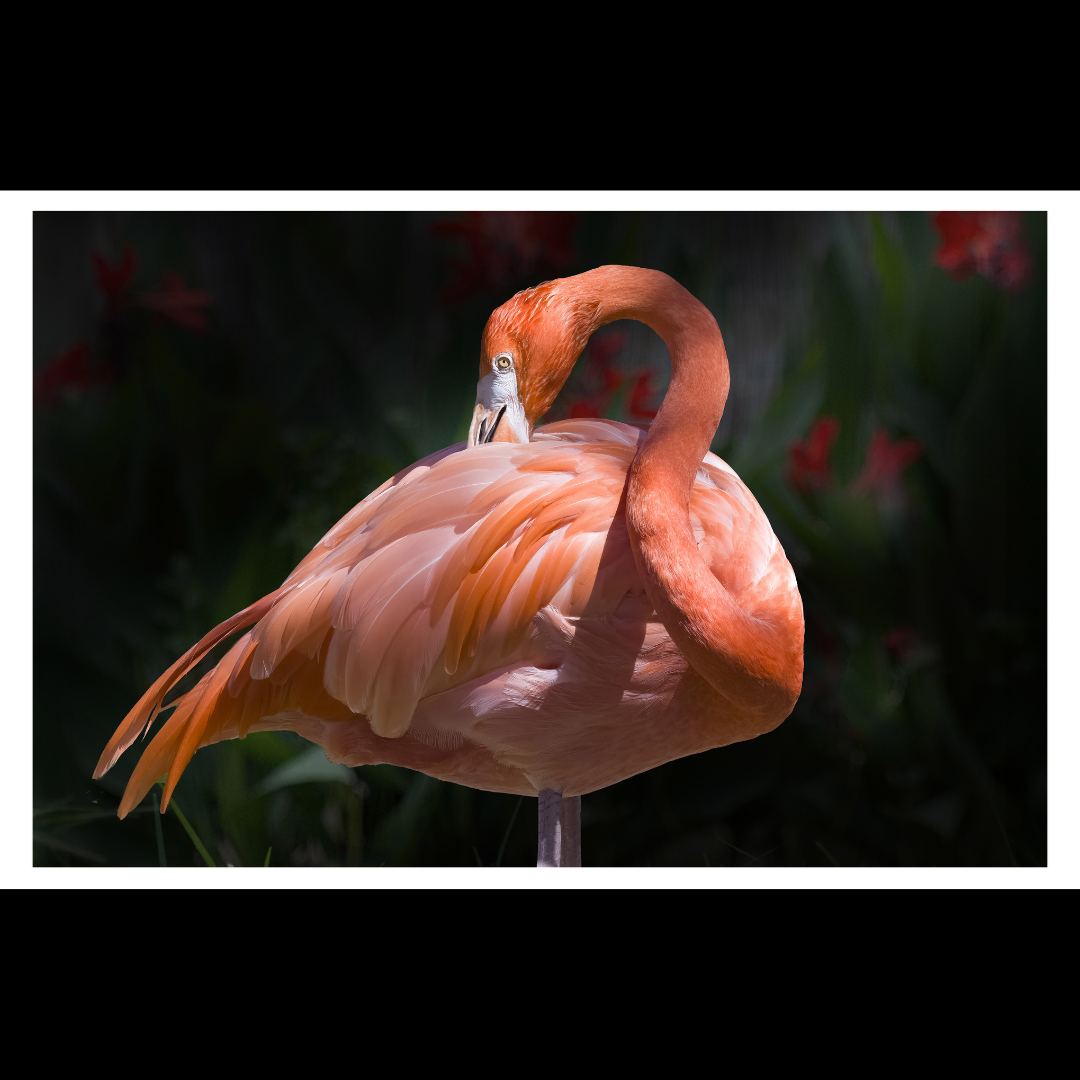 Flamingo Decor