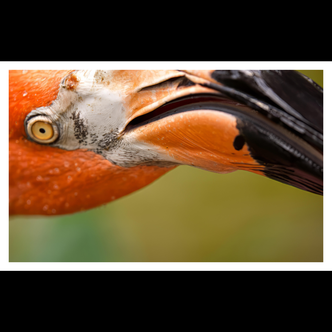 Flamingo Wall Art
