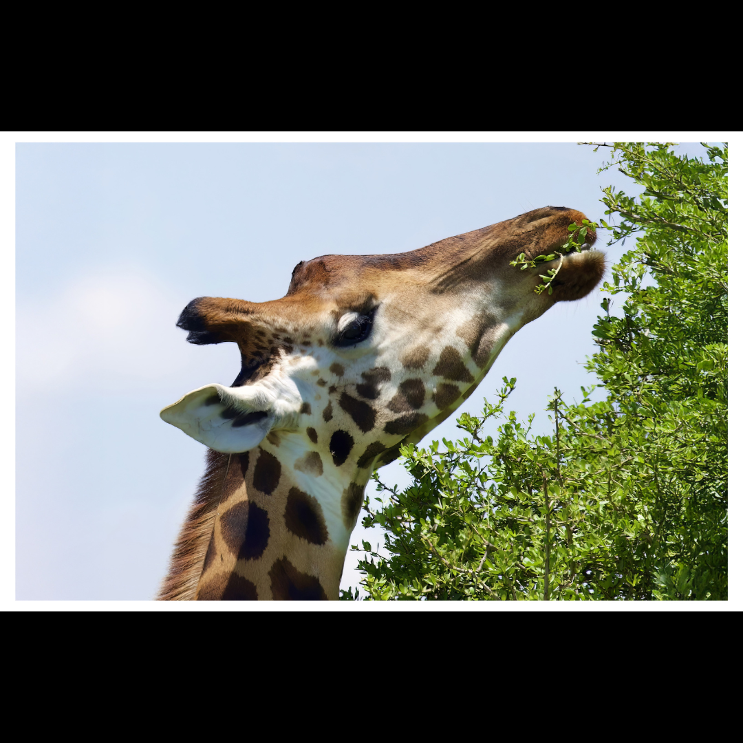 Giraffe Close Up
