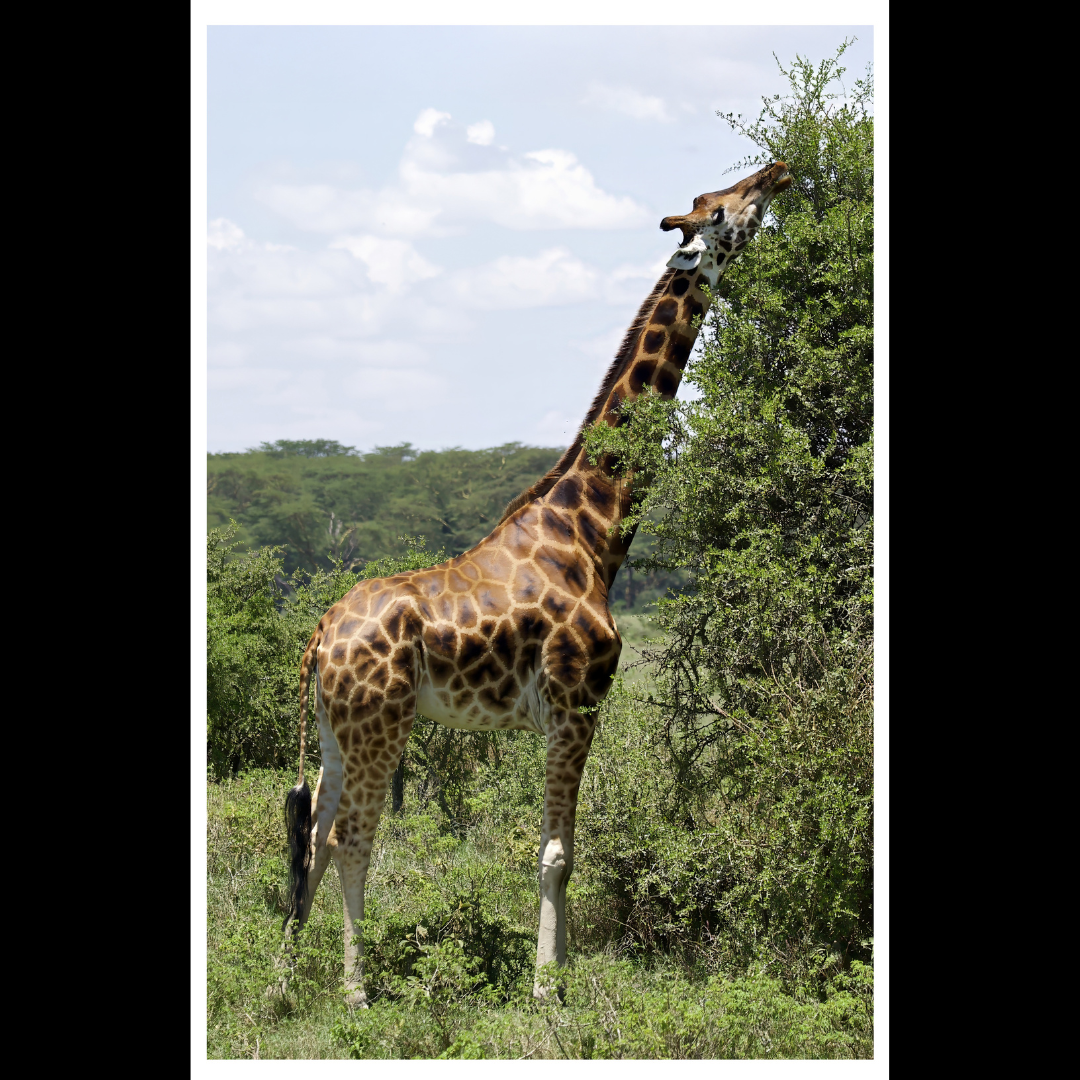Giraffe Eating