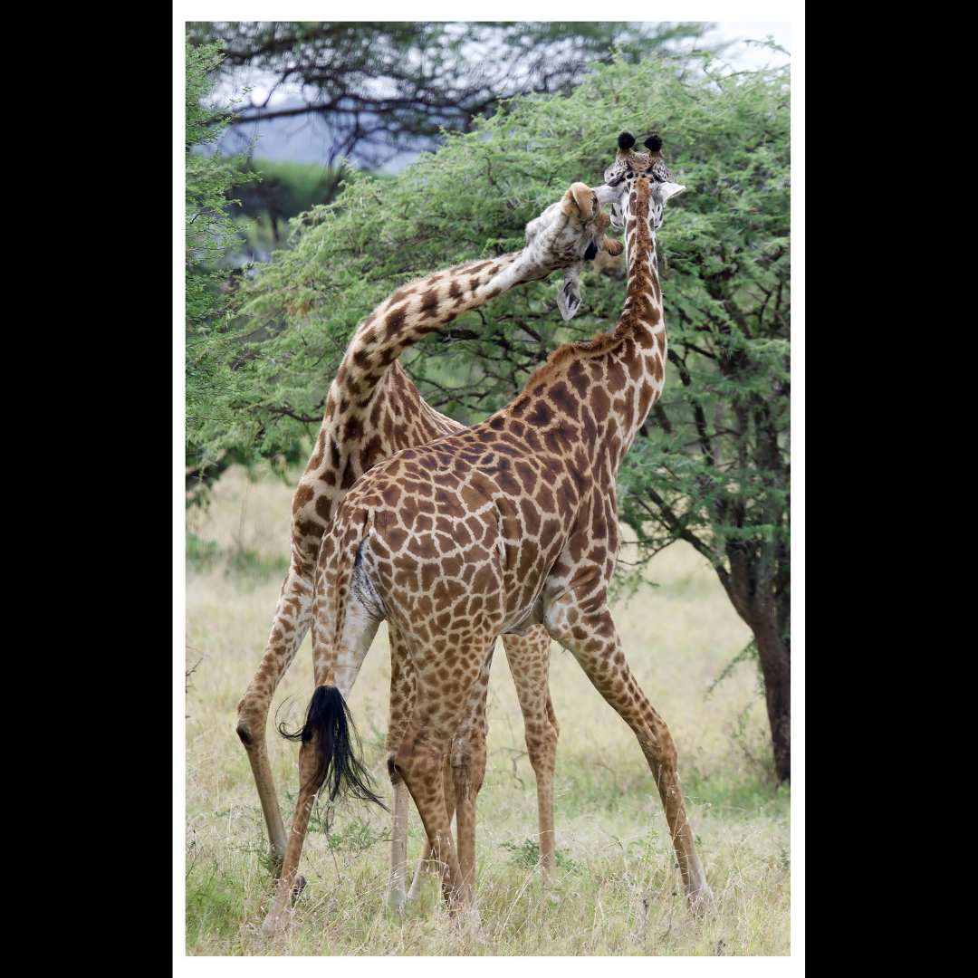 Giraffe Fight