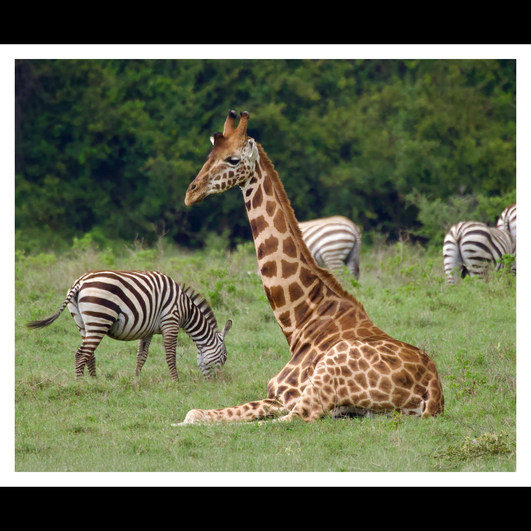 Giraffe and Zebras