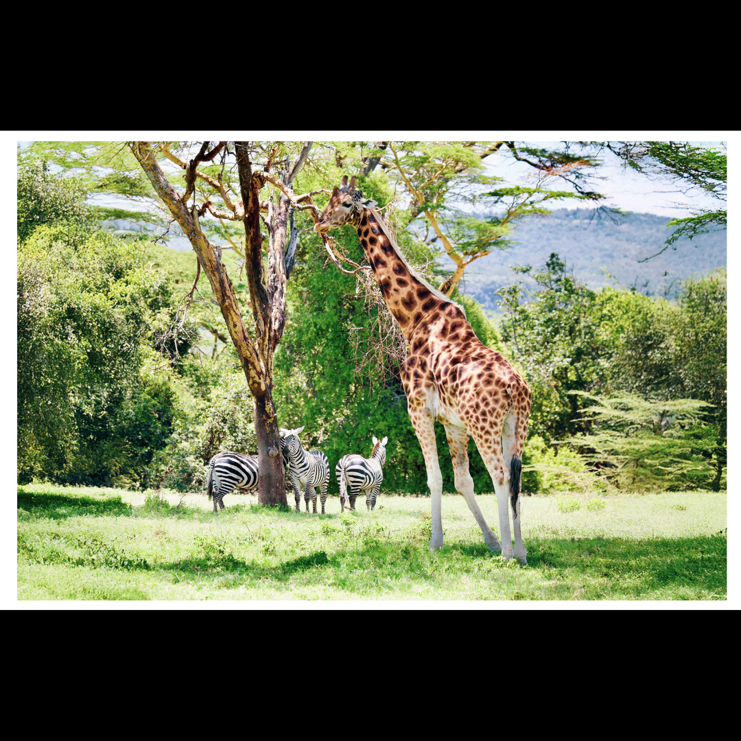 Giraffe and Zebras Print
