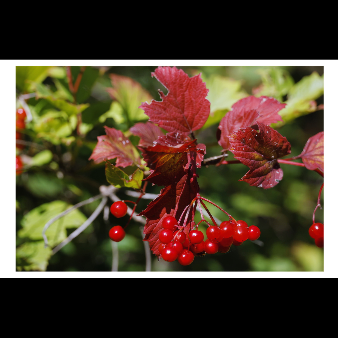 Guelder Rose