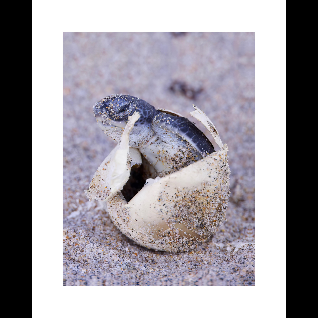 Hatching Sea Turtle