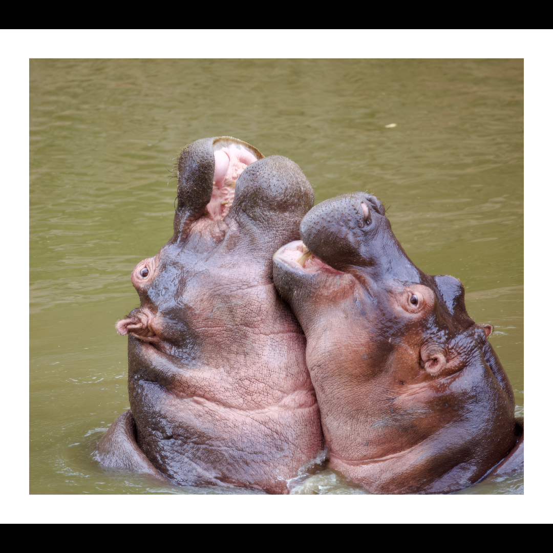 Hippos Hugging