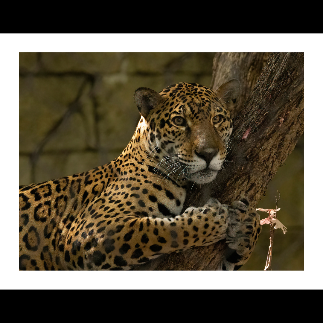 Jaguar Print