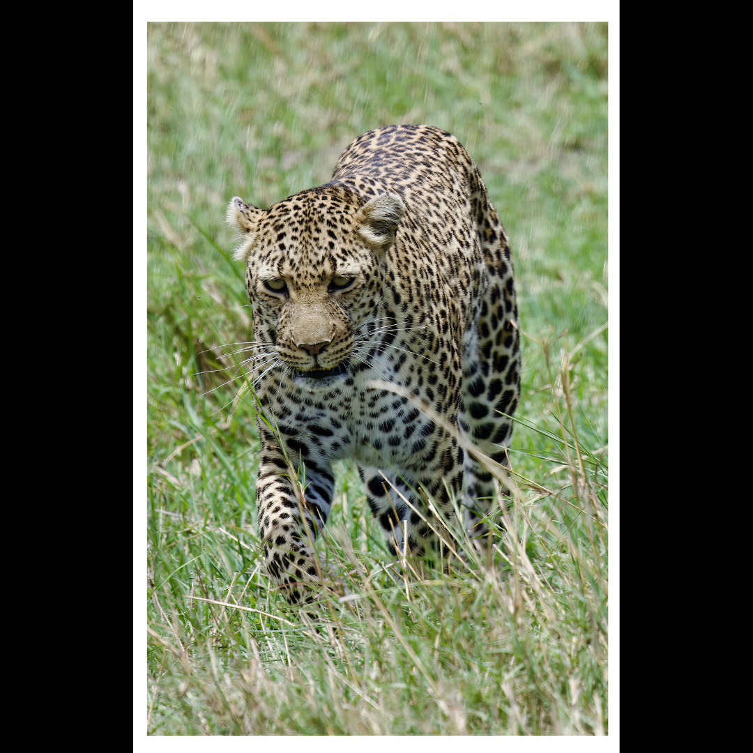 Leopard Photography