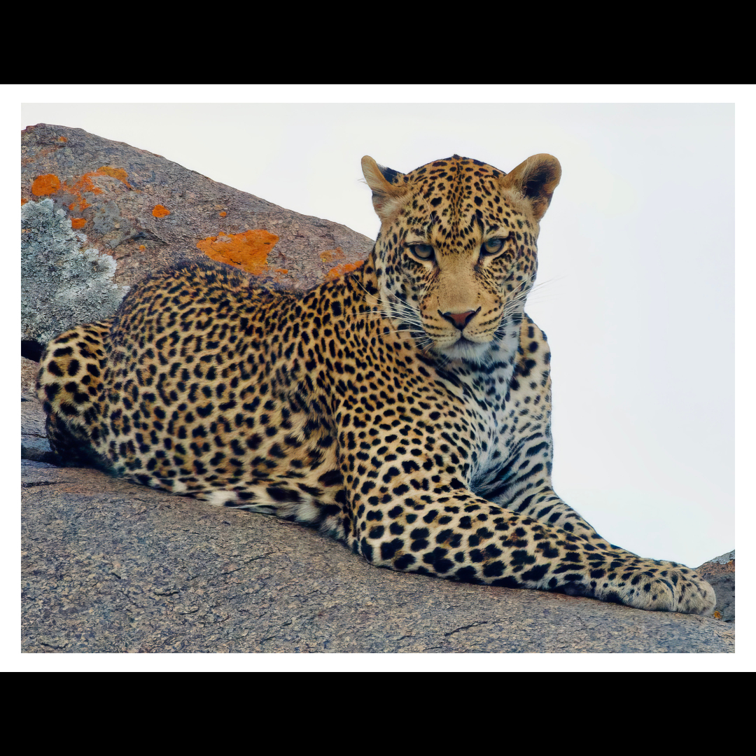 Leopard Wall Art