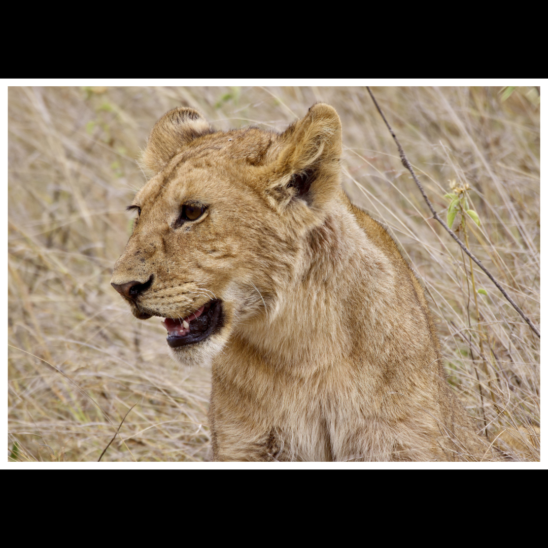 Lion Cub Picture