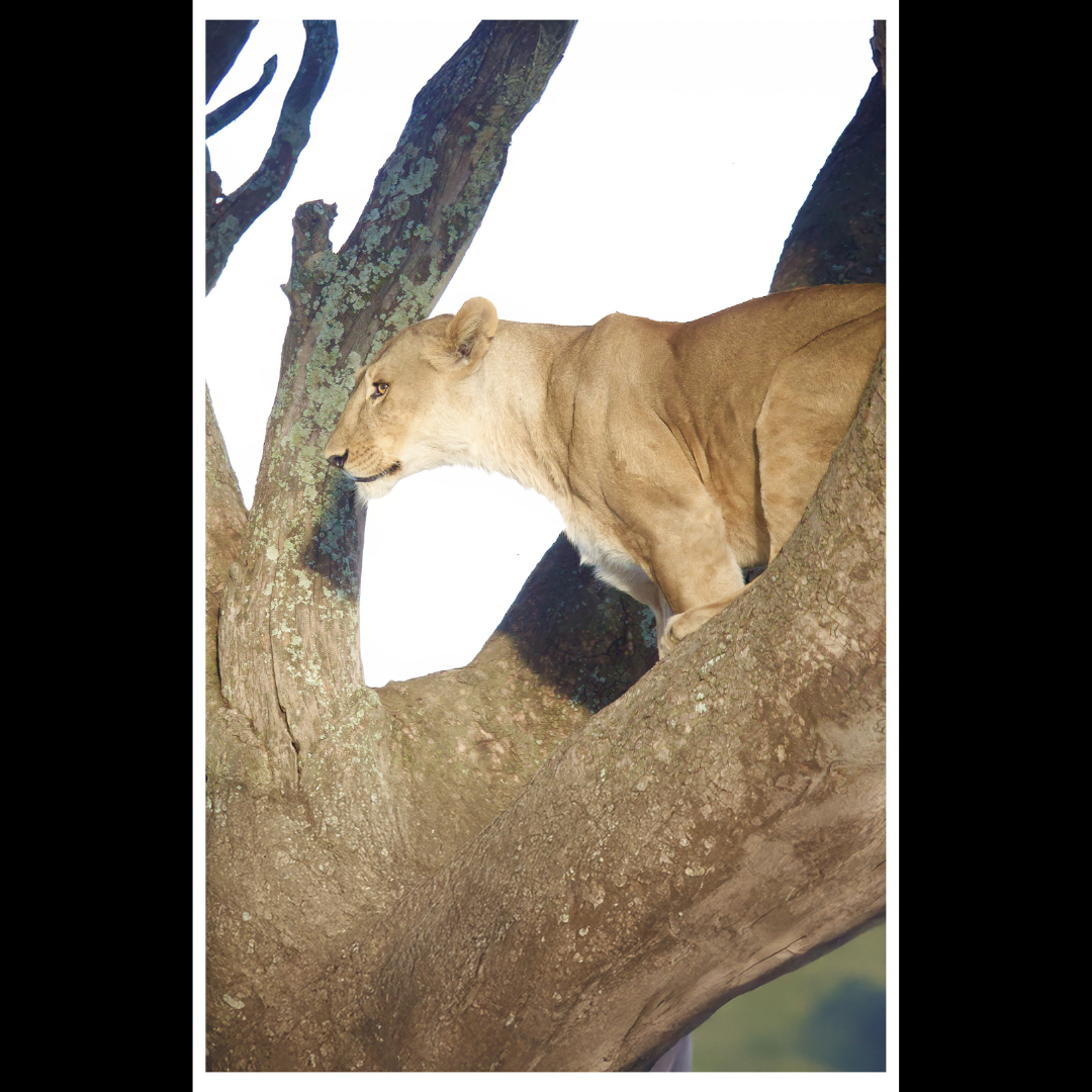Lion in a Tree