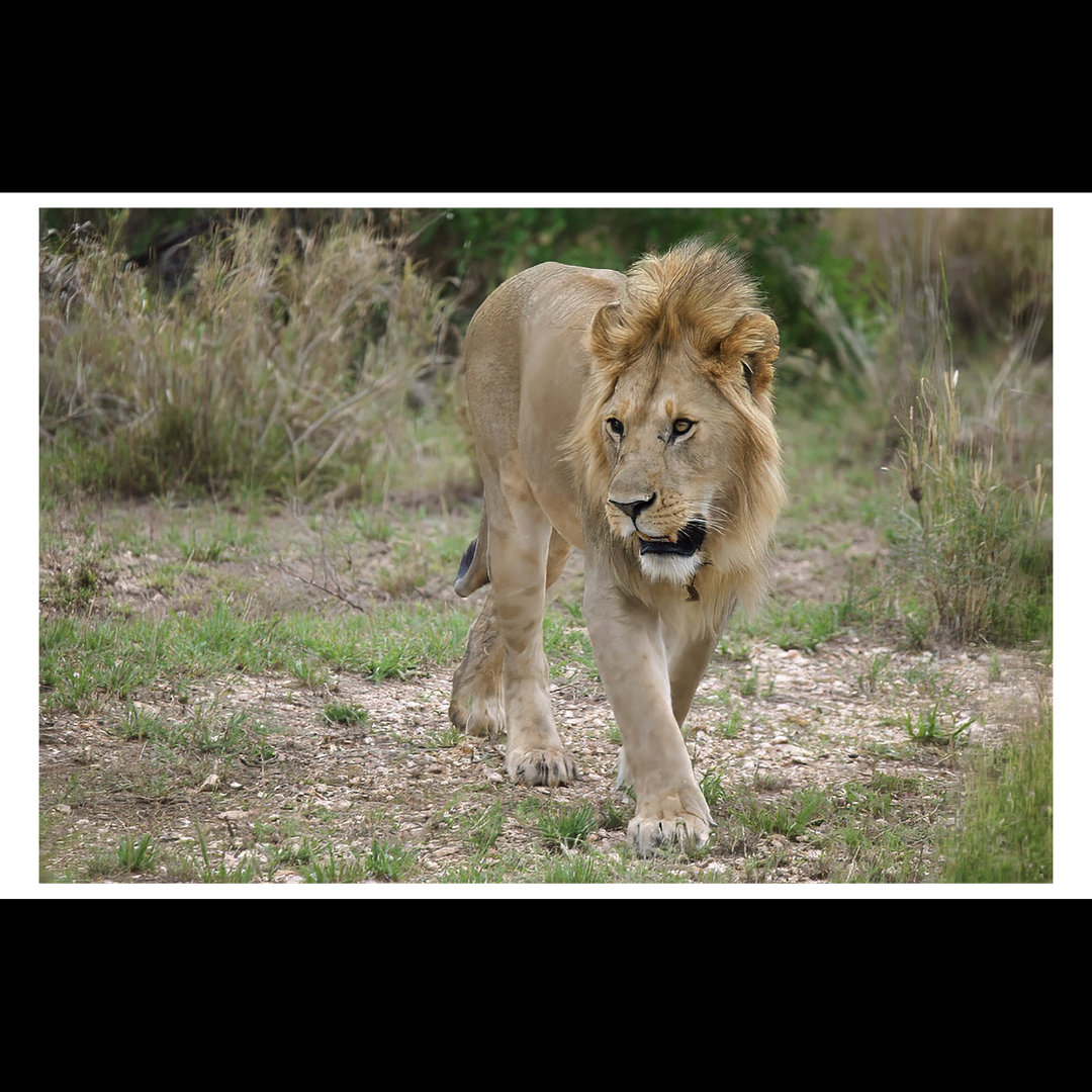 Lion on the Prowl