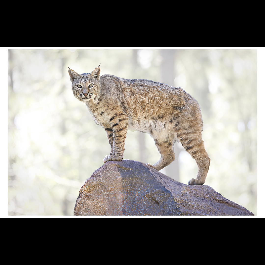 Lynx Print