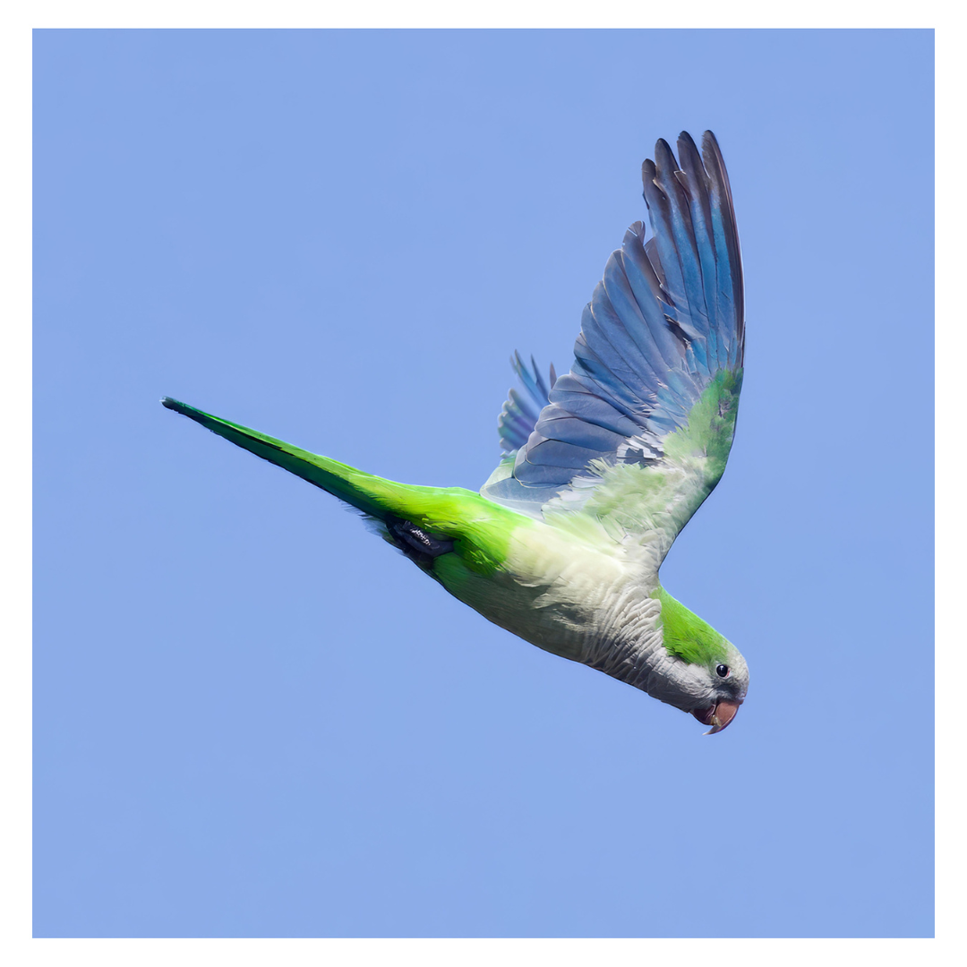 Monk Parakeet