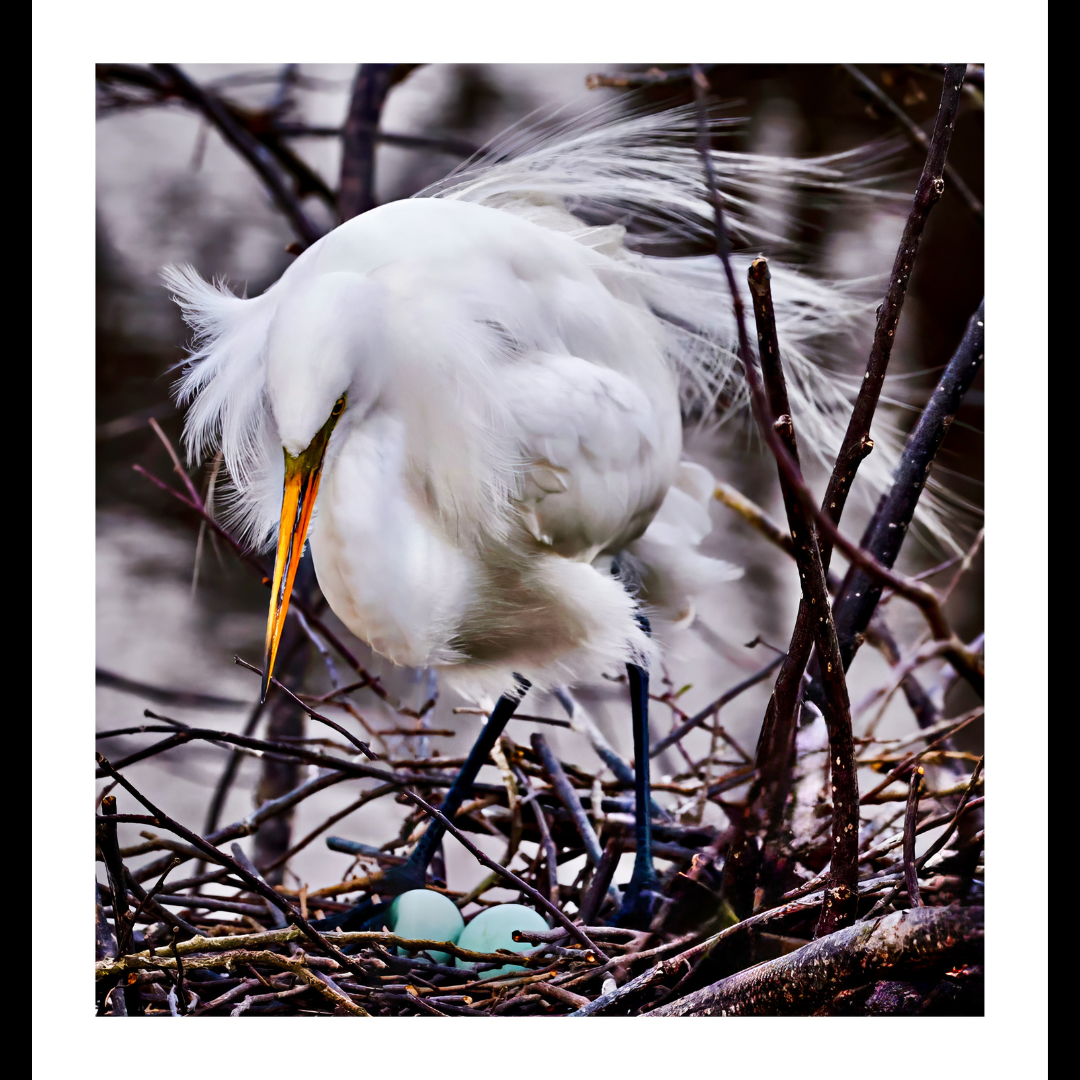Nesting Egret