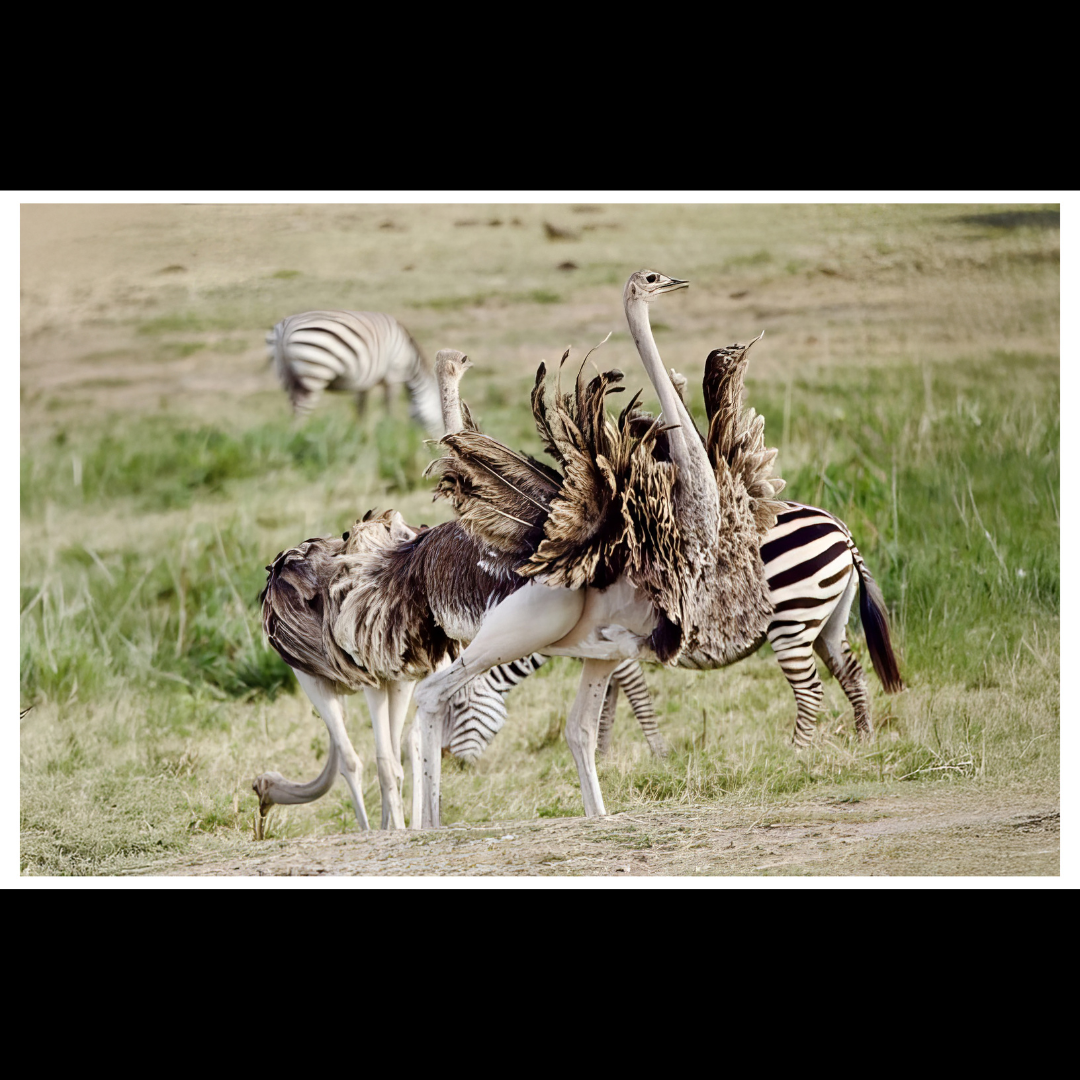 Ostriches and Zebras