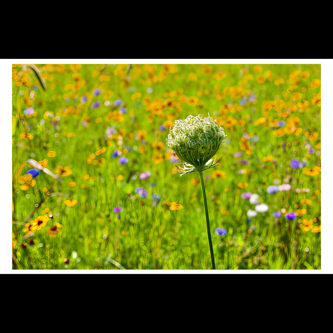 Queen Anne's Lace Print