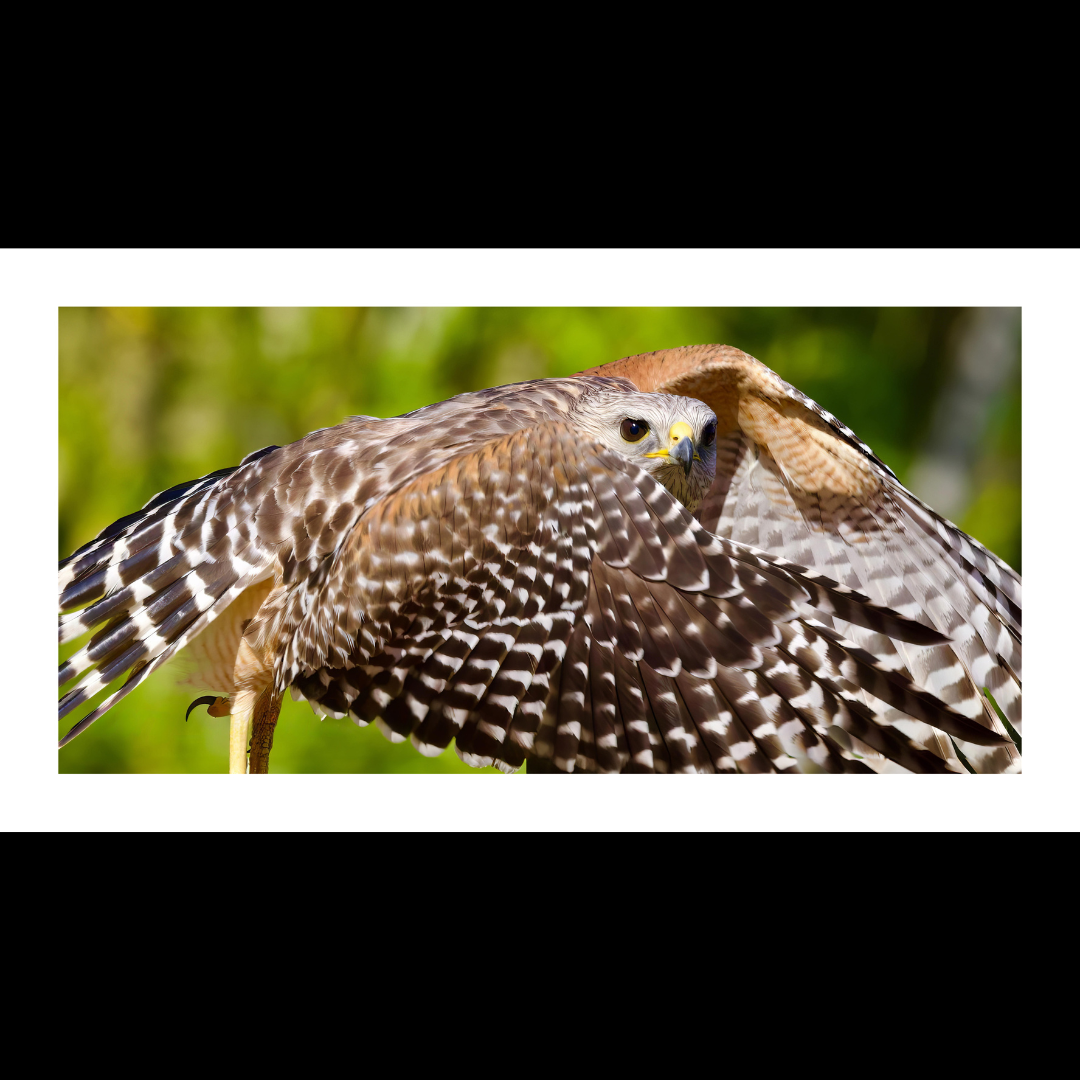 Red-Shouldered Hawk