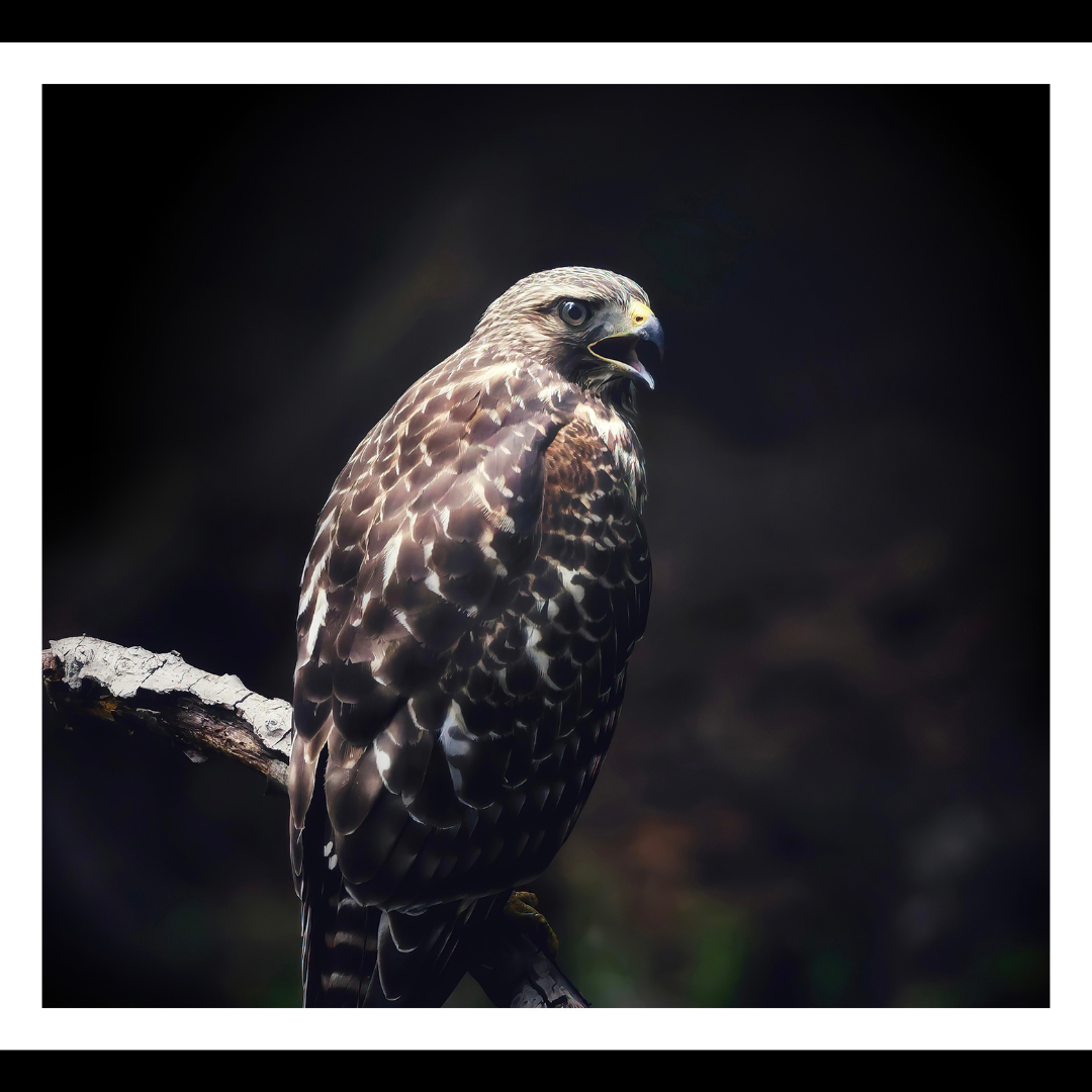 Red Tailed Hawk