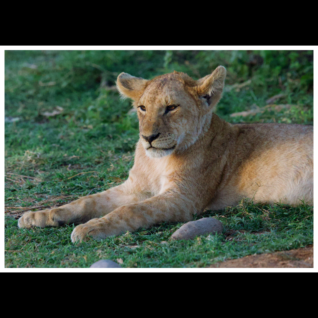 Relaxed Lion