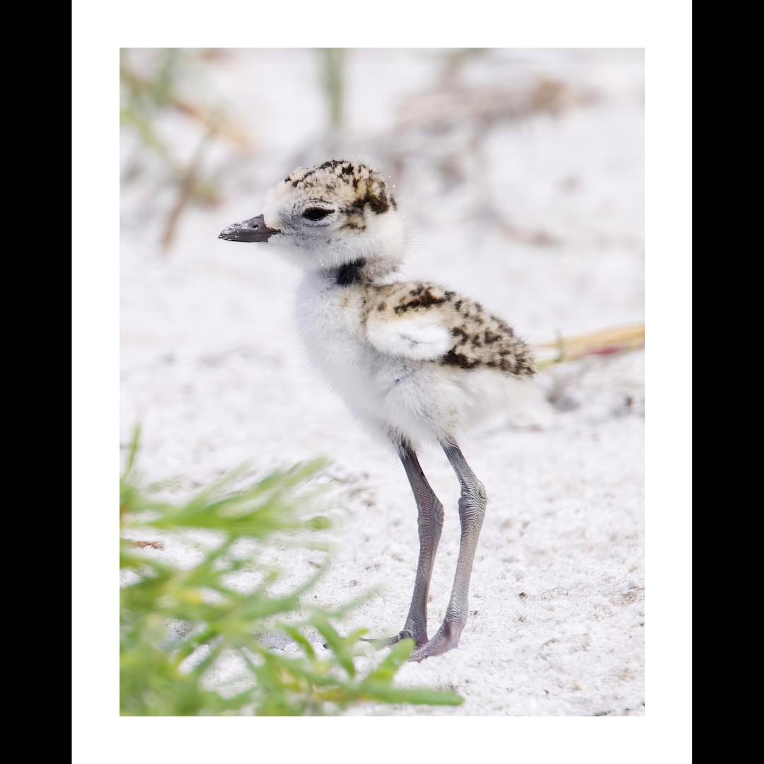 Snowy Plover Chick
