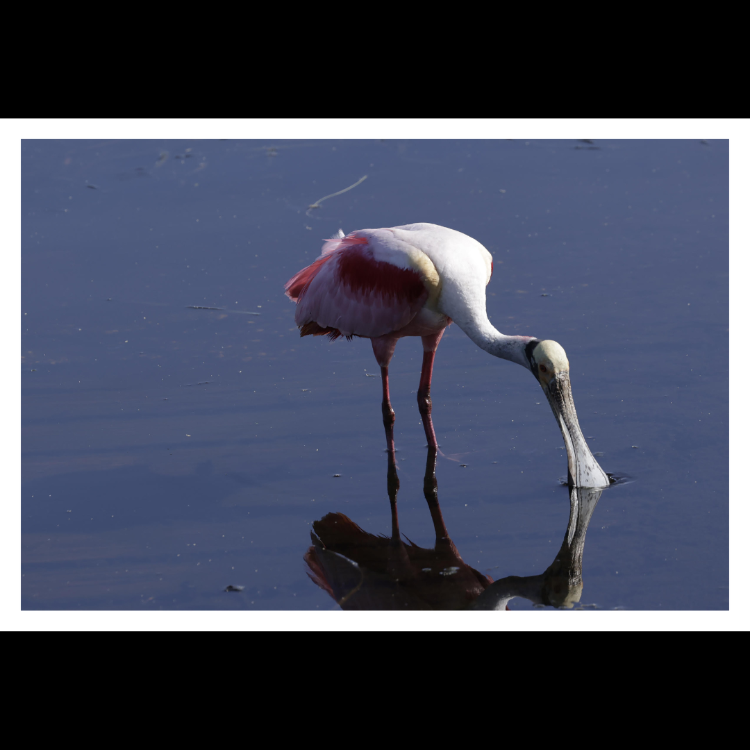 Spoonbill Art