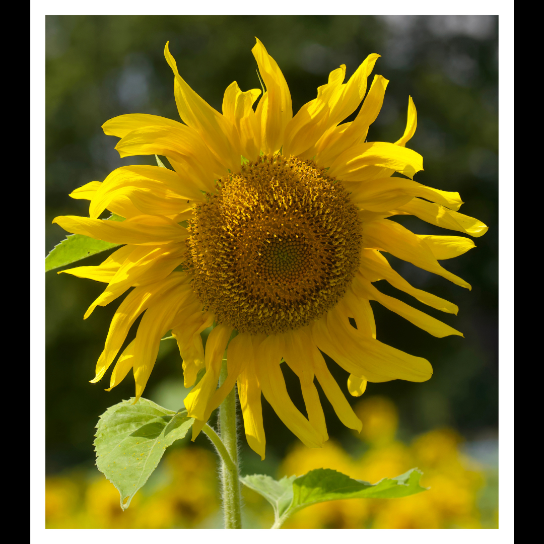 Sunflower Print