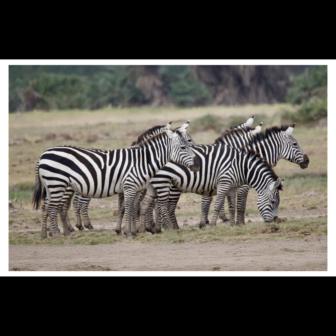 Zebra Wall Art