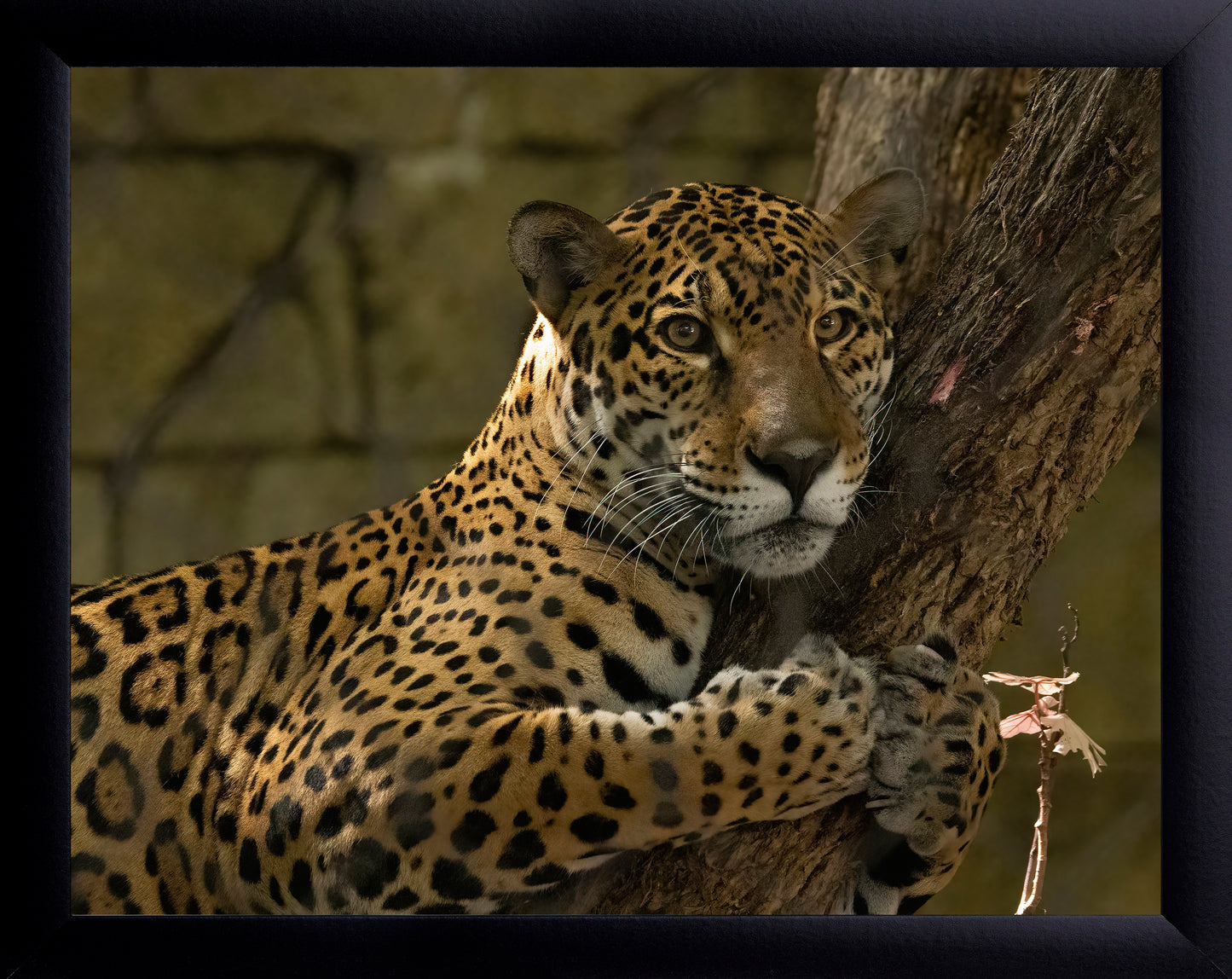 Jaguar Print