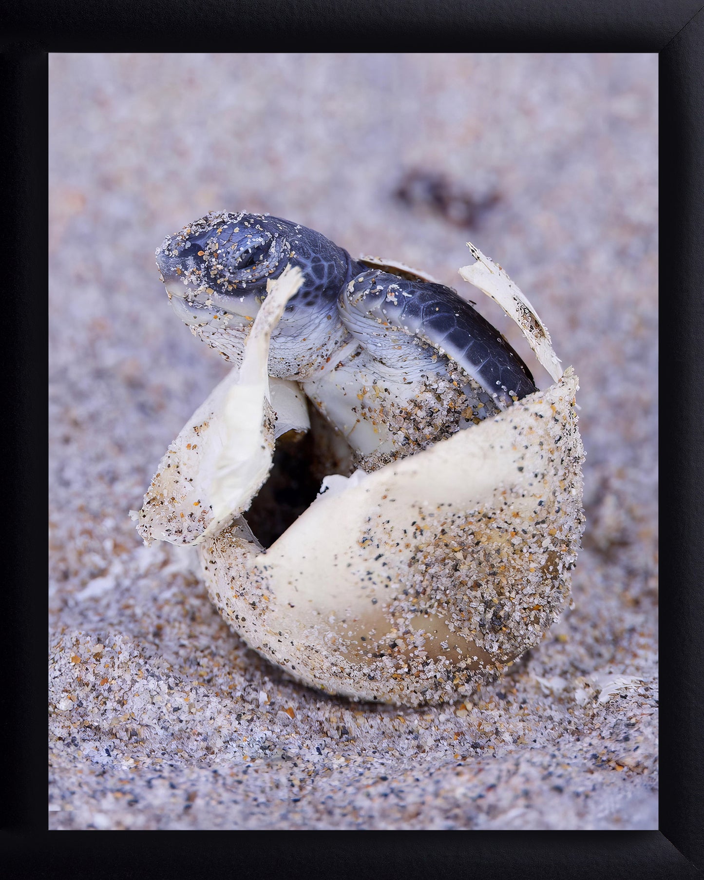 Hatching Sea Turtle