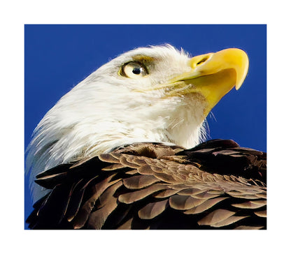 American Bald Eagle