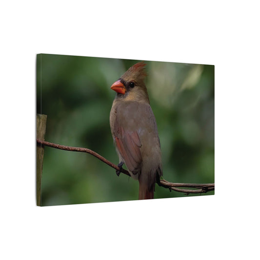 Female Northern Cardinal Canvas