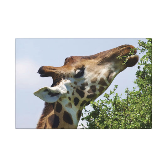 Giraffe Close Up Canvas