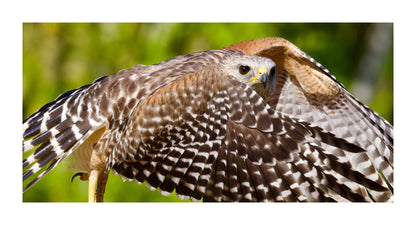 Red-Shouldered Hawk