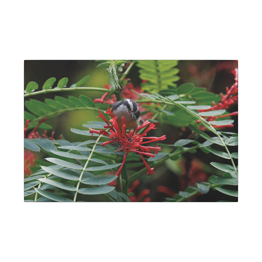 Bananaquit Bird Canvas