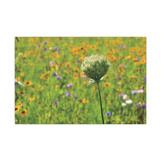 Queen Anne's Lace Print Canvas