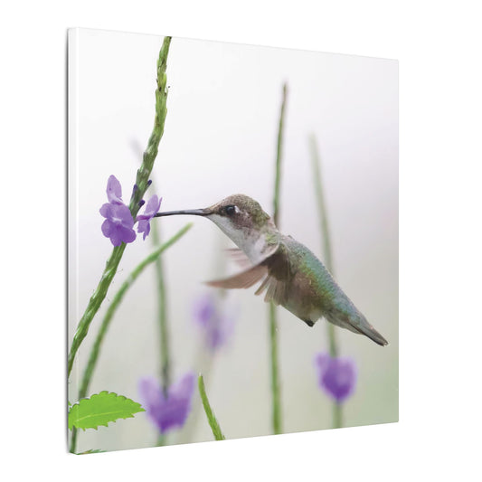 Female Ruby-Throated Hummingbird Canvas