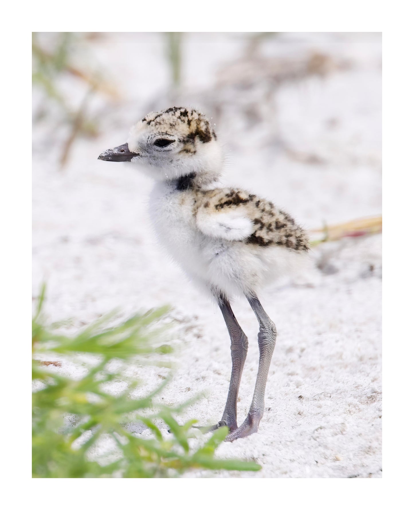 Snowy Plover Chick