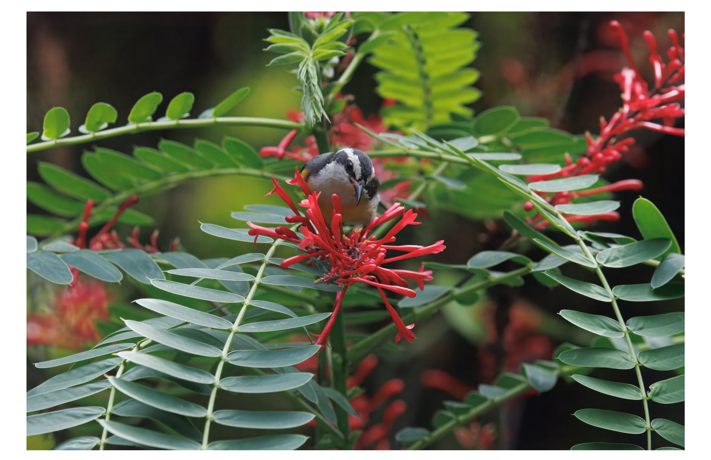 Bananaquit Bird